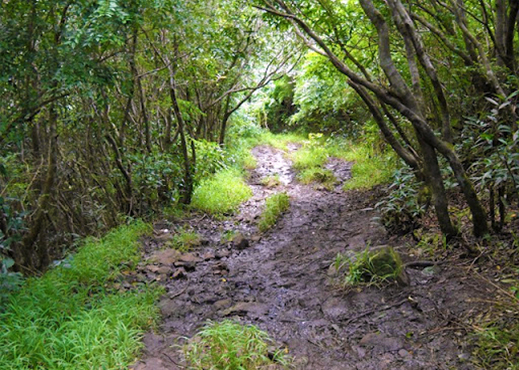 black river national park mauritius